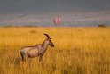 065 Masai Mara, lierantilope